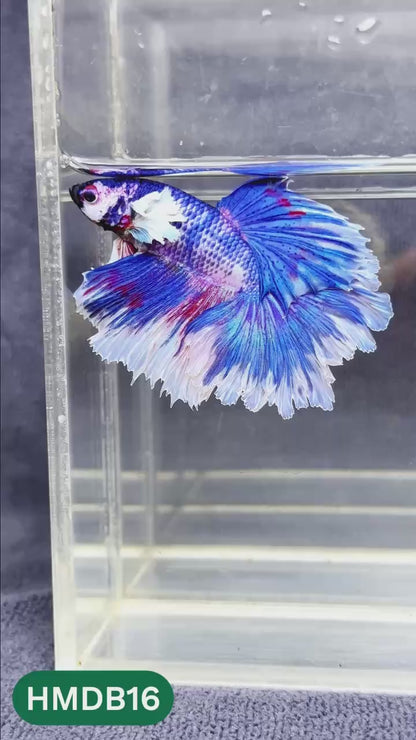 Dumbo Koi Nemo Halfmoon Male Betta | You Pick Fish