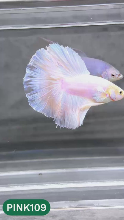 Pink Halfmoon Male Betta Fish | You Pick Fish | Order Directly From Farm