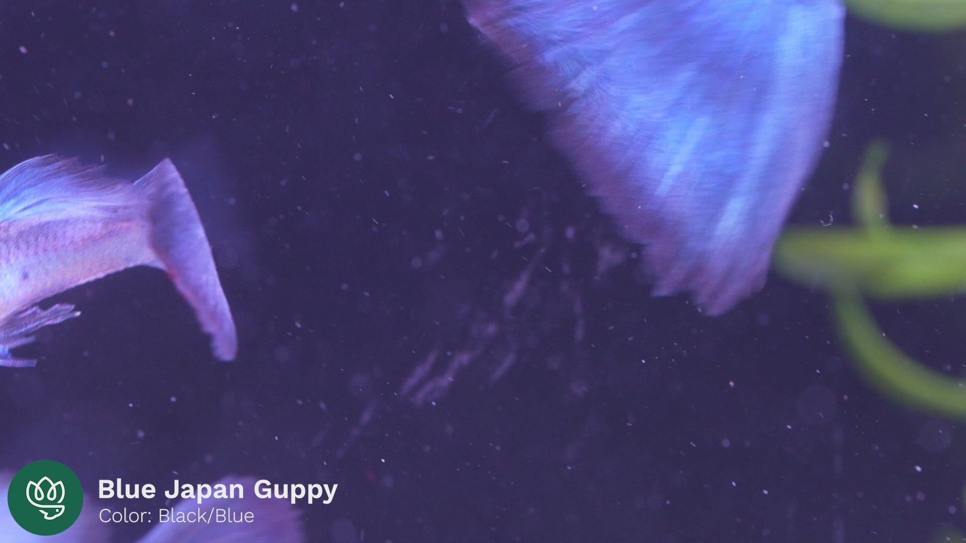 Too Fish Japan-exclusive Purple 5'0” Deep Plate, Seafood, Ø 21.7 x