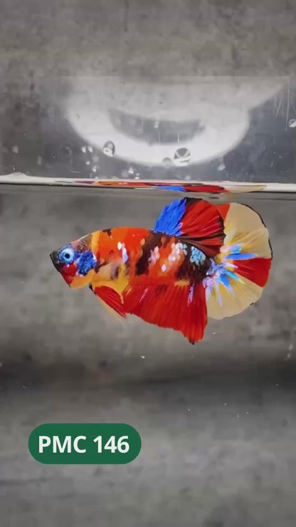 Multicolor Plakat Male Betta Fish |Show Grade|  You Pick Fish