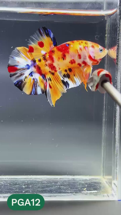 King Giant Plakat Male Betta Fish | You Pick Fish | High Grade