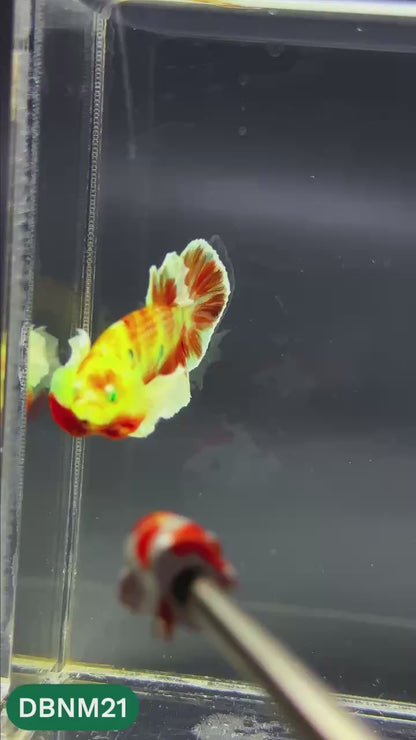Dumbo Neno Neon Plakat Male Betta Fish | Neon Betta | You Pick Fish