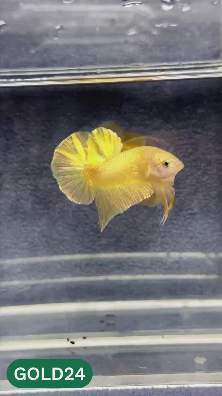 Super Gold Plakat Male Betta Fish