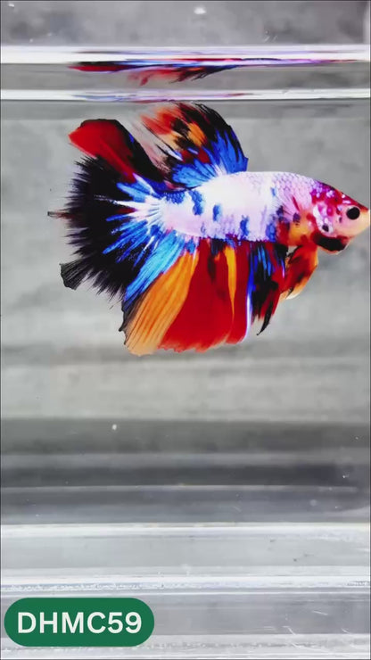 Multicolor Halfmoon Male Betta Fish | Order Directly From Farm | You Pick Fish