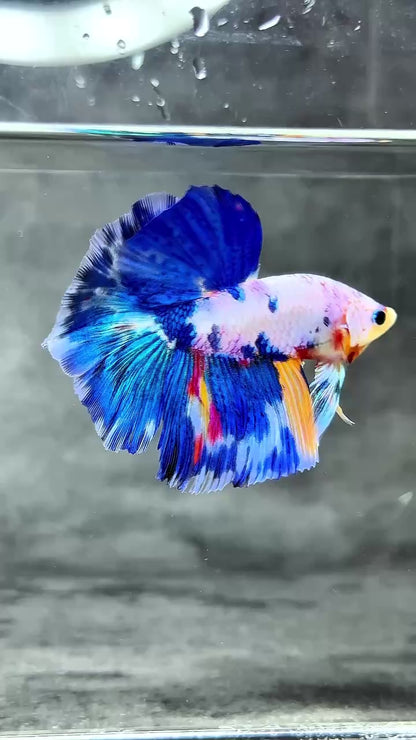 Multicolor Halfmoon Male Betta Fish | High Grade | Order Directly From Farm |  You Pick Fish |