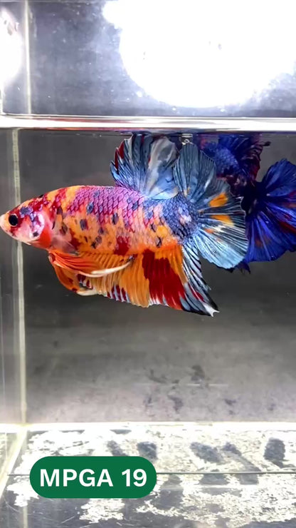 King Giant Plakat Male Betta Fish | You Pick Fish | High Grade