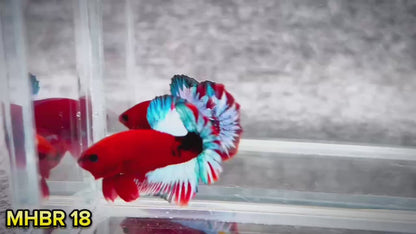 Hellboy Plakat Male Betta Fish | Order Directly From Farm | You Pick Fish