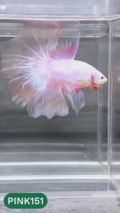 Pink Halfmoon Male Betta Fish | You Pick Fish | Order Directly From Farm