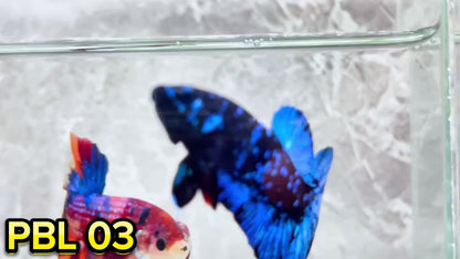 Black Star Nebula Plakat Betta | You Pick Betta | High Grade