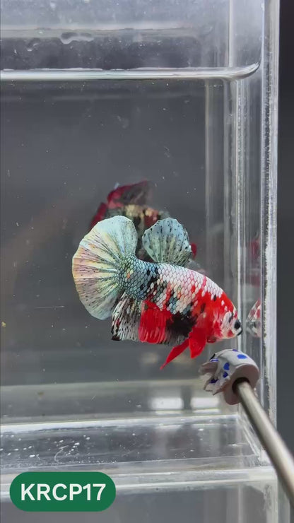Koi Red Copper Plakat Male Betta Fish | You Pick Fish