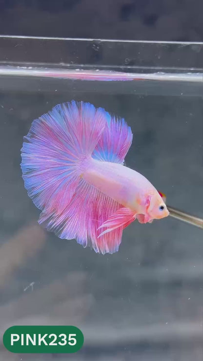 Pink Halfmoon Male Betta Fish | You Pick Fish | Order Directly From Farm
