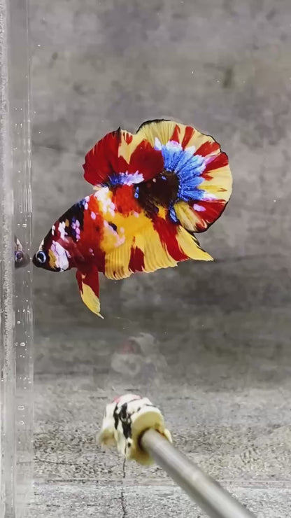 Multicolor Plakat Male Betta Fish |Show Grade|  You Pick Fish
