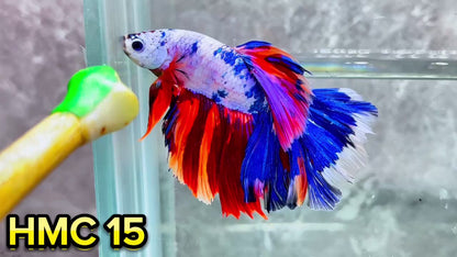 Multicolor Halfmoon Male Betta Fish | High Grade | Order Directly From Farm|  You Pick Fish |