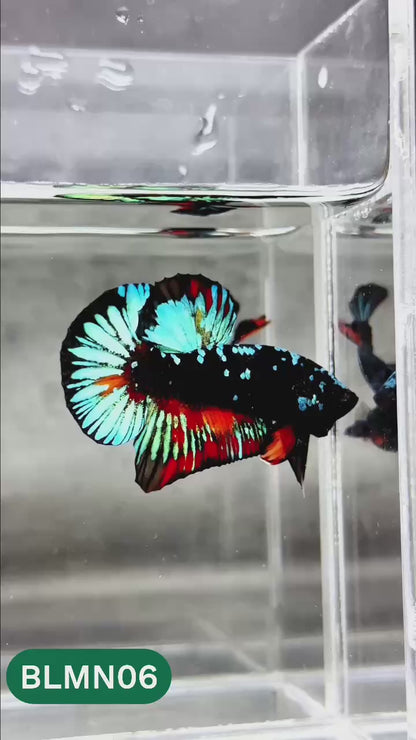 Dark Flame Hellfire Plakat Male Betta Fish | You Pick Fish | Rare Betta