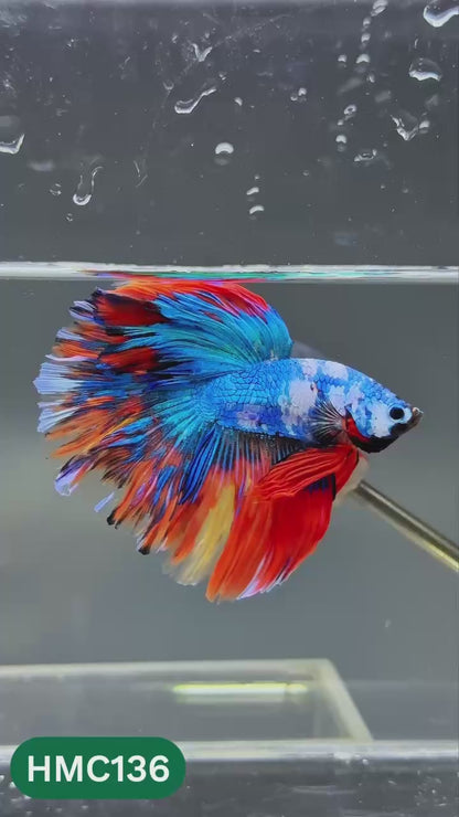 Multicolor Halfmoon Male Betta Fish | Order Directly From Farm | You Pick Fish