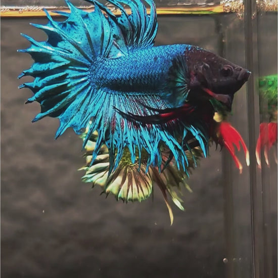 Super Blue Crowntail Male Betta Fish with electric blue body and dramatic spiked fins