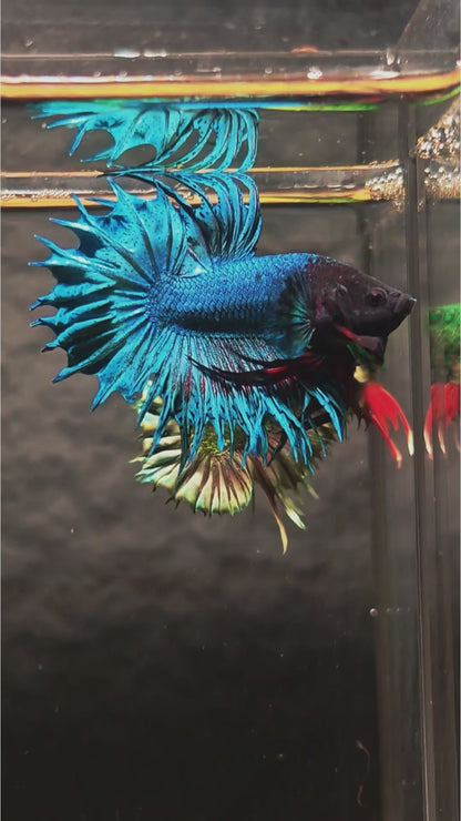 Super Blue Crowntail Male Betta Fish with electric blue body and dramatic spiked fins