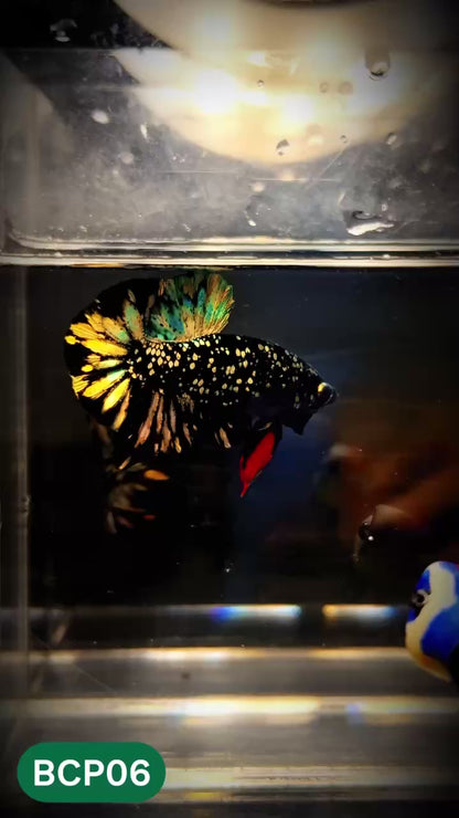 Black Panther Plakat Male Betta Fish | You Pick Fish | Rare Betta
