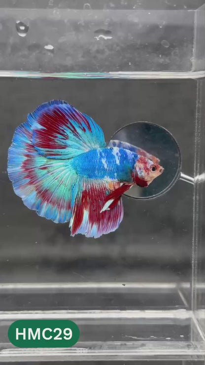 Multicolor Halfmoon Male Betta Fish | High Grade | Order Directly From Farm |  You Pick Fish |
