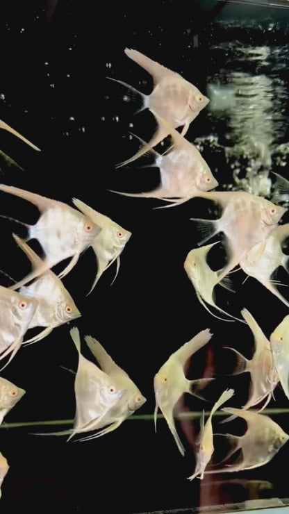 Albino Red Shoulder Manacapuru Angelfish