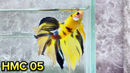 Multicolor Halfmoon Male Betta Fish | High Grade | Order Directly From Farm|  You Pick Fish |