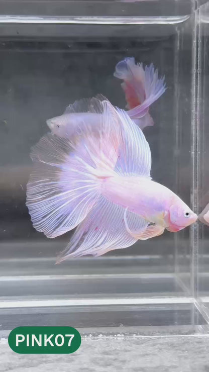 Pink Halfmoon Male Betta Fish | You Pick Fish | Order Directly From Farm