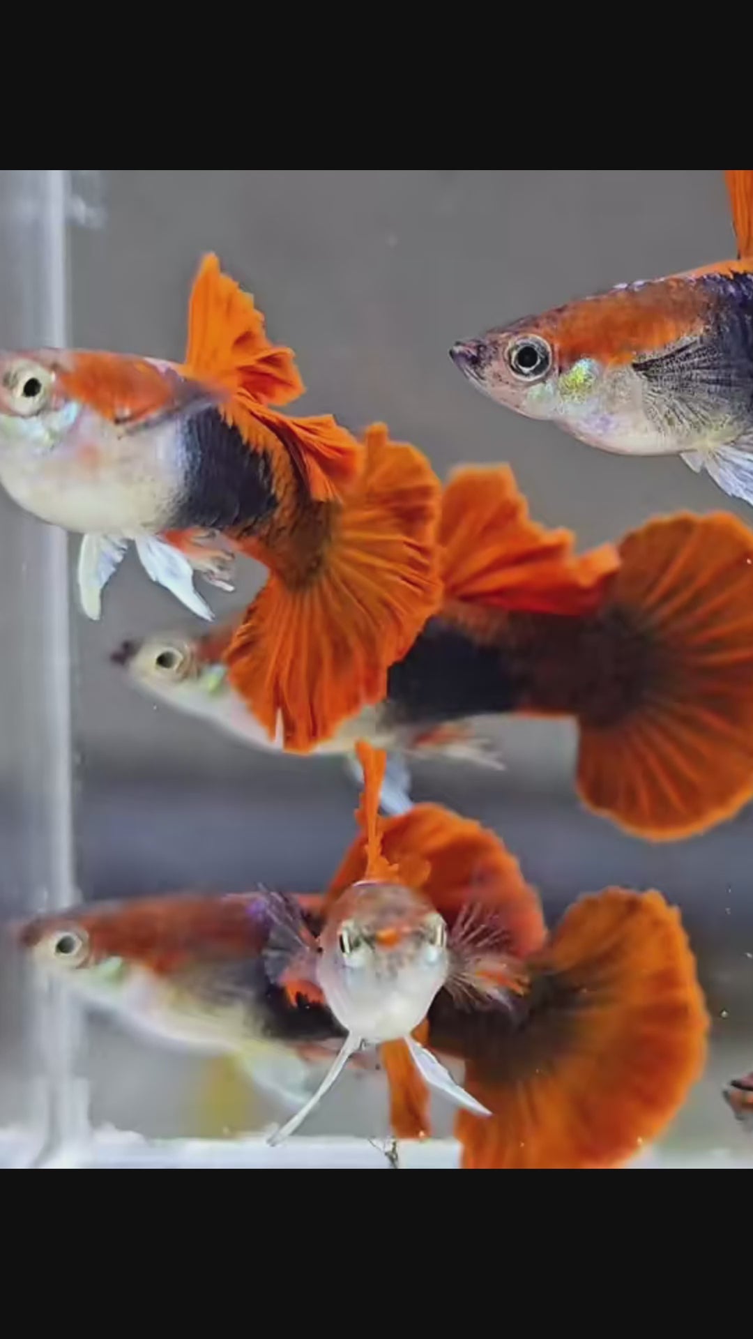 Half Black Red Rose Guppy Fish