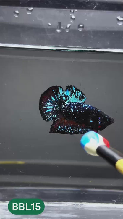 Black Star Nebula Plakat Male Betta | You Pick Betta | High Grade