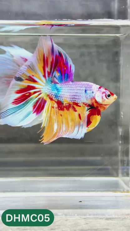 Multicolor Halfmoon Male Betta Fish | High Grade | Order Directly From Farm |  You Pick Fish |