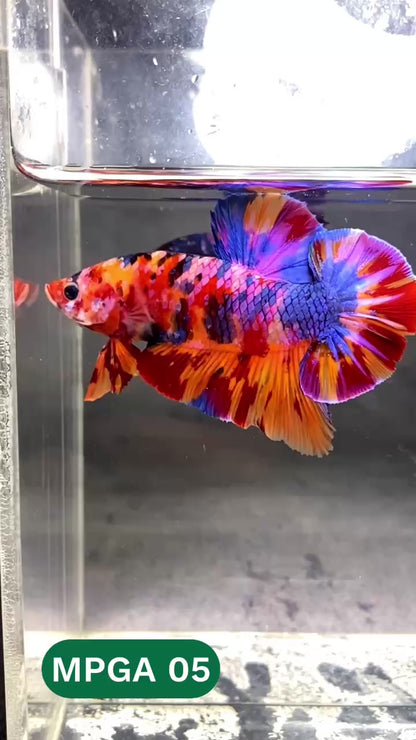 King Giant Plakat Male Betta Fish | You Pick Fish | High Grade