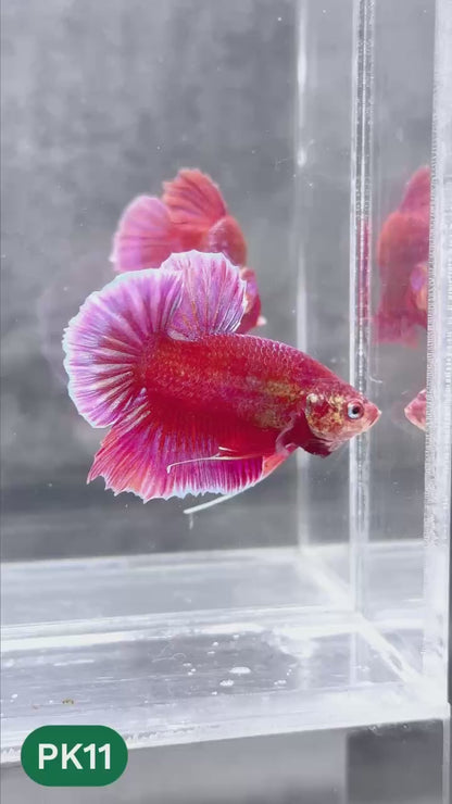 Pink Plakat Male Betta Fish | You Pick Fish | Rare Color