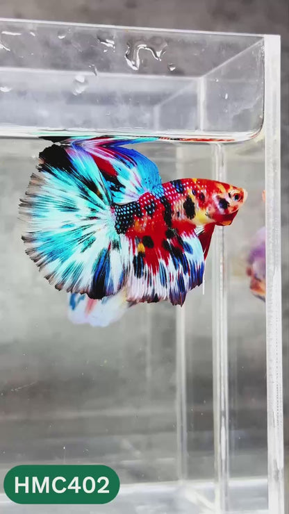 Multicolor Halfmoon Male Betta Fish | Order Directly From Farm | You Pick Fish