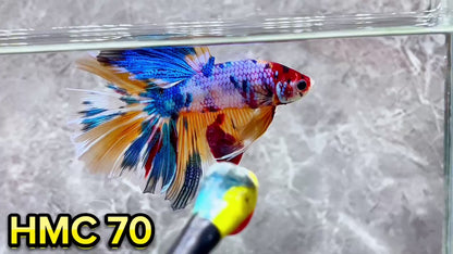 Multicolor Halfmoon Male Betta Fish | High Grade | Order Directly From Farm|  You Pick Fish |