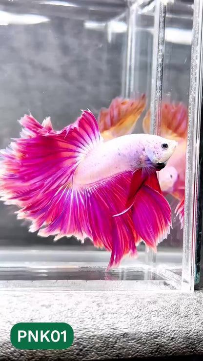 Pink Halfmoon Male Betta Fish | You Pick Fish | Order Directly From Farm