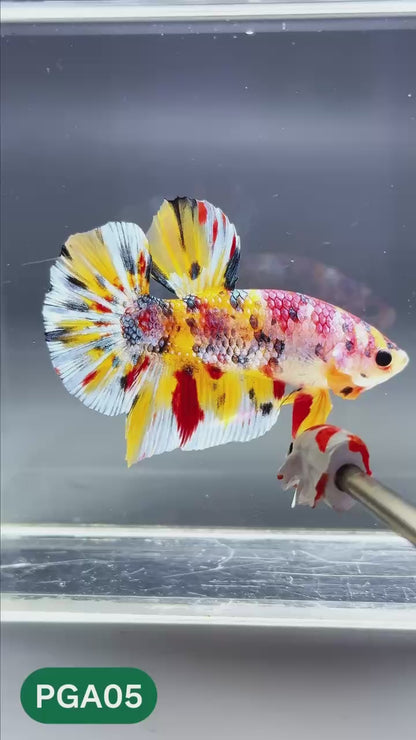 King Giant Plakat Male Betta Fish | You Pick Fish | High Grade