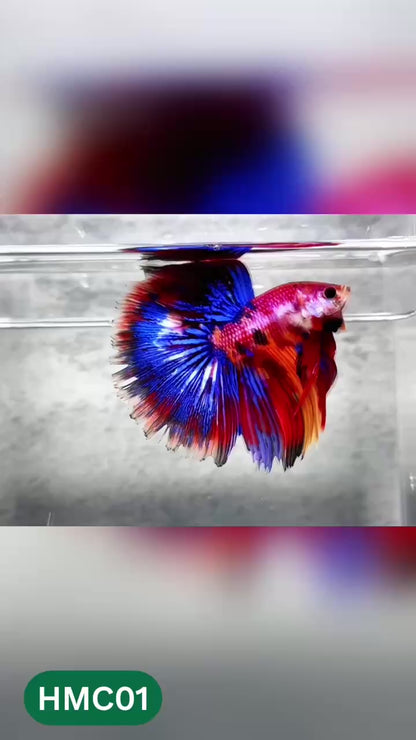 Multicolor Halfmoon Male Betta Fish | High Grade | Order Directly From Farm |  You Pick Fish |