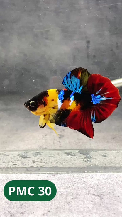 Multicolor Plakat Male Betta Fish |Show Grade|  You Pick Fish