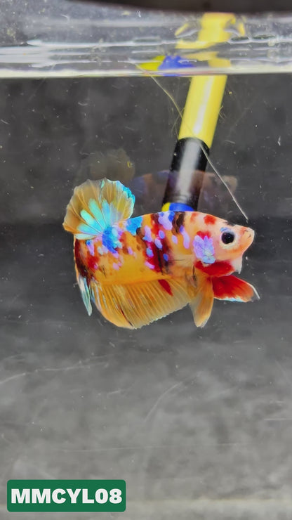 Multicolor Yellow Base Plakat Male Betta Fish | Order Directly From Farm|  You Pick Fish