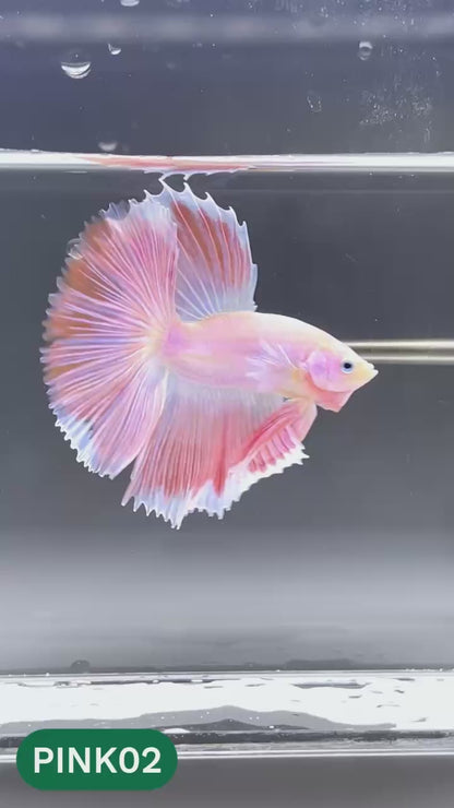 Pink Halfmoon Male Betta Fish | You Pick Fish | Order Directly From Farm