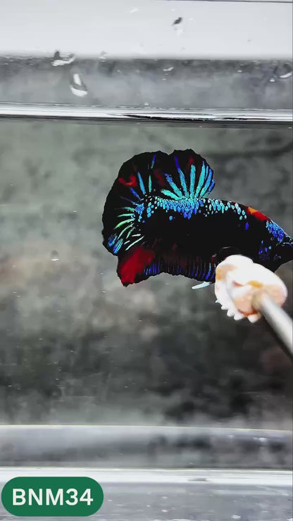 Dark Flame Hellfire Plakat Male Betta Fish | You Pick Fish | Rare Betta