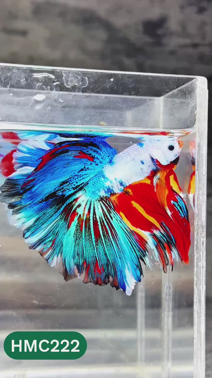 Multicolor Halfmoon Male Betta Fish | Order Directly From Farm | You Pick Fish