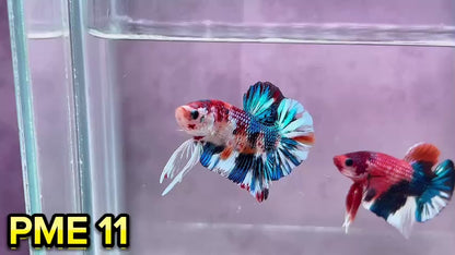 Metallic Plakat Betta Fish | You Pick Betta | Show Grade