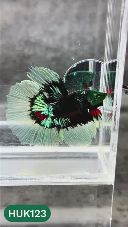 Black Hulk Halfmoon Male Betta Fish | You Pick Fish