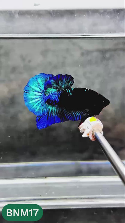 Dark Flame Hellfire Plakat Male Betta Fish | You Pick Fish | Rare Betta
