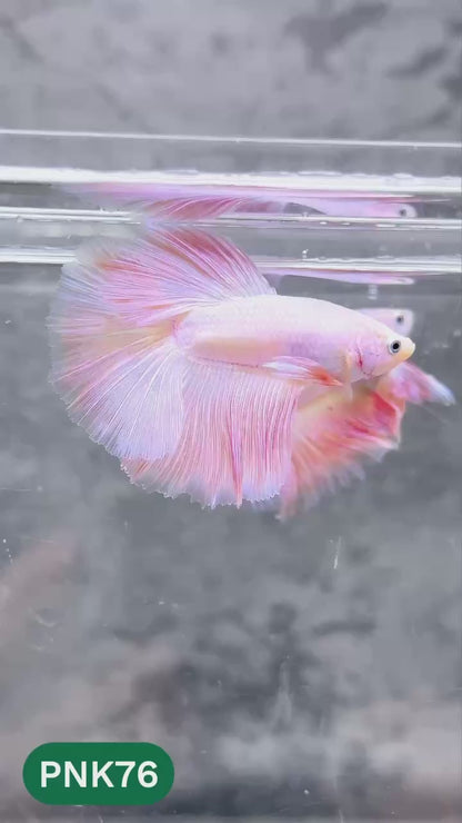 Pink Halfmoon Male Betta Fish | You Pick Fish | Order Directly From Farm
