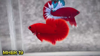 Hellboy Plakat Male Betta Fish | Order Directly From Farm | You Pick Fish