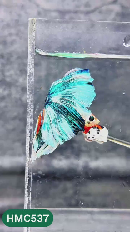 Nemo Halfmoon Male Betta Fish | Order Directly From Farm | You Pick Fish