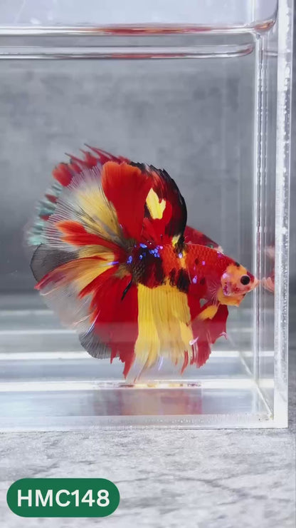 Multicolor Halfmoon Male Betta Fish | High Grade | Order Directly From Farm |  You Pick Fish |