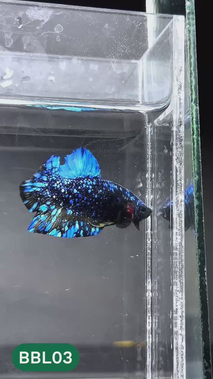 Black Star Nebula Plakat Male Betta | You Pick Betta | High Grade