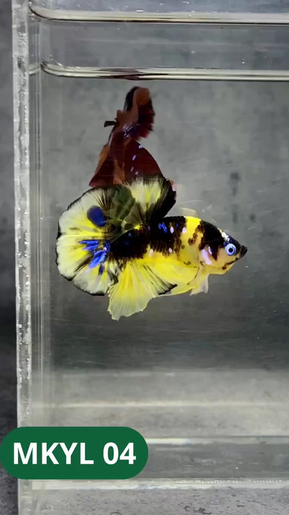 Koi Yellow Plakat Male Betta Fish | Show Grade | You Pick Fish